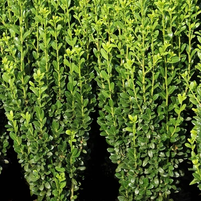 National Plant Network Live Outdoor Sky Pencil Holly Plant - 1ct 1gal 2 National Plant Network Live Outdoor Sky Pencil Holly Plant - 1ct 1gal - Image 2