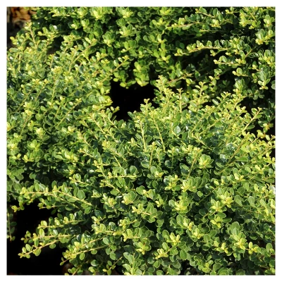 Holly 'Compacta' 1pc - National Plant Network U.S.D.A Hardiness Zone 6-9 2.25 Gallon 2 Holly 'Compacta' 1pc - National Plant Network U.S.D.A Hardiness Zone 6-9 2.25 Gallon - Image 2