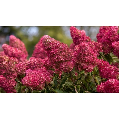 Hydrangea Berry White Shrub - National Plant Network 4 Hydrangea Berry White Shrub - National Plant Network - Image 4
