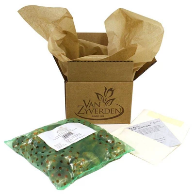 Van Zyverden Set Of 50 Bulbs Karma Cottage Garden Blend 2 Van Zyverden Set Of 50 Bulbs Karma Cottage Garden Blend - Image 2