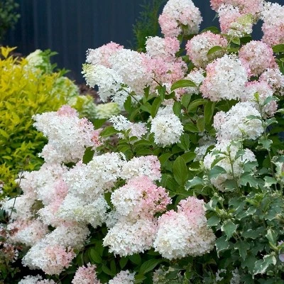 Hydrangea 'Phantom' 2.5qt U.S.D.A. Hardiness Zones 4-8 - 1pc - National Plant Network 2 Hydrangea 'Phantom' 2.5qt U.S.D.A. Hardiness Zones 4-8 - 1pc - National Plant Network - Image 2
