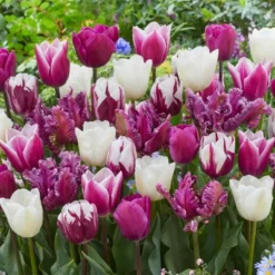 Van Zyverden 25ct Bulbs Tulips Extended Bloom Elegance Mixture 7 Van Zyverden 25ct Bulbs Tulips Extended Bloom Elegance Mixture -D'Eco Store GUEST 3fe7b411 8a12 4318 b532 72cd6f91da02