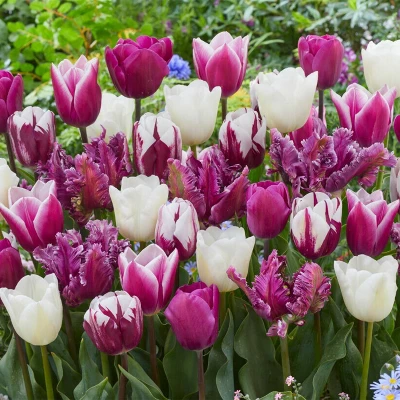 Van Zyverden 25ct Bulbs Tulips Extended Bloom Elegance Mixture 4 Van Zyverden 25ct Bulbs Tulips Extended Bloom Elegance Mixture - Image 4
