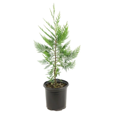 Cypress 'Leyland' 1pc - National Plant Network U.S.D.A Hardiness Zone 5-9 - 2.5 Quart 1 Cypress 'Leyland' 1pc - National Plant Network U.S.D.A Hardiness Zone 5-9 - 2.5 Quart