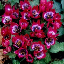 Van Zyverden 12ct Bulbs Tulips Little Beauty 7 Van Zyverden 12ct Bulbs Tulips Little Beauty -D'Eco Store GUEST 429c882f 4d0b 47ec 939a 6d4e83ae2557
