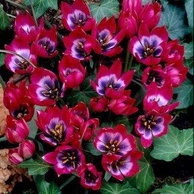 Van Zyverden 12ct Bulbs Tulips Little Beauty 4 Van Zyverden 12ct Bulbs Tulips Little Beauty - Image 4