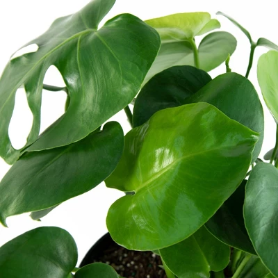 10" Monstera Swiss Cheese Plant - National Plant Network 1 10" Monstera Swiss Cheese Plant - National Plant Network