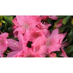 2.5qt Pink Pearl Azalea Plant With Pink Blooms - National Plant Network 7 2.5qt Pink Pearl Azalea Plant With Pink Blooms - National Plant Network -D'Eco Store GUEST 45bd12b0 d22a 432c bf01 c9379f592b6f