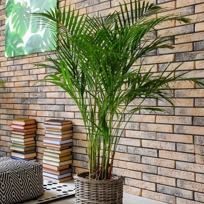 National Plant Network Live Indoor/Outdoor Majesty Palm Plant - 1ct 2.5qt 4 National Plant Network Live Indoor/Outdoor Majesty Palm Plant - 1ct 2.5qt - Image 4