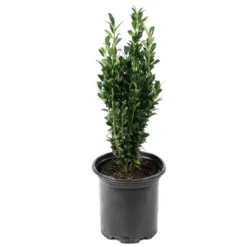 National Plant Network Live Outdoor Sky Pencil Holly Plant - 1ct 1gal 14 National Plant Network Live Outdoor Sky Pencil Holly Plant - 1ct 1gal -D'Eco Store GUEST 4c4e5da8 c017 445d bd58 9c310c9d8bfe