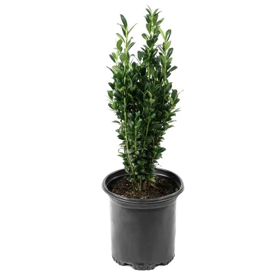 National Plant Network Live Outdoor Sky Pencil Holly Plant - 1ct 1gal 7 National Plant Network Live Outdoor Sky Pencil Holly Plant - 1ct 1gal - Image 7