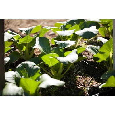 Native Soil Natural Fertilizer And Soil Conditioner (1 Pound) 2 Native Soil Natural Fertilizer And Soil Conditioner (1 Pound) - Image 2