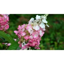 Hydrangea Berry White Shrub - National Plant Network 7 Hydrangea Berry White Shrub - National Plant Network -D'Eco Store GUEST 4eb6c4ce 757f 45eb a514 d4b100b8816a