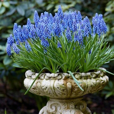 50ct Grape Hyacinths Bulbs - Van Zyverden 2 50ct Grape Hyacinths Bulbs - Van Zyverden - Image 2