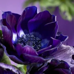 Van Zyverden 25ct Bulbs Anemone Wind Flowers Darkest Blue 7 Van Zyverden 25ct Bulbs Anemone Wind Flowers Darkest Blue -D'Eco Store GUEST 52dbc6a0 8308 4d7e b277 2d9d7e569fe0