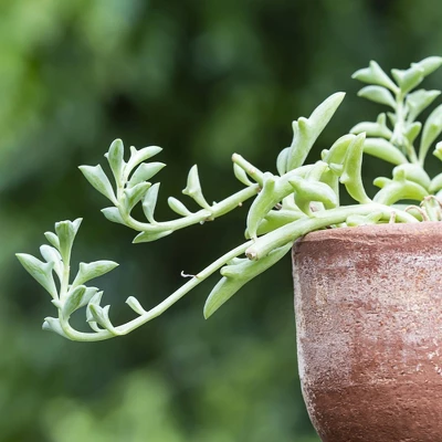 3pc Dolphin Plant - National Plant Network 1 3pc Dolphin Plant - National Plant Network