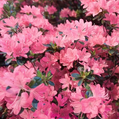2.5qt Pink Pearl Azalea Plant With Pink Blooms - National Plant Network 3 2.5qt Pink Pearl Azalea Plant With Pink Blooms - National Plant Network - Image 3