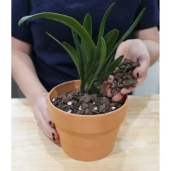 Soil Sunrise 2qt Orchid Potting Soil Mix; Fast Draining Healthy Media 12 Soil Sunrise 2qt Orchid Potting Soil Mix; Fast Draining Healthy Media -D'Eco Store GUEST 565f8b23 3608 4f25 9779 9909ff82f0ab