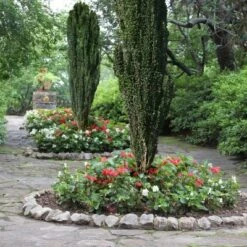 National Plant Network Live Outdoor Sky Pencil Holly Plant - 1ct 1gal 10 National Plant Network Live Outdoor Sky Pencil Holly Plant - 1ct 1gal -D'Eco Store GUEST 59adeb45 03dd 47a6 abd5 cc5329110ff7