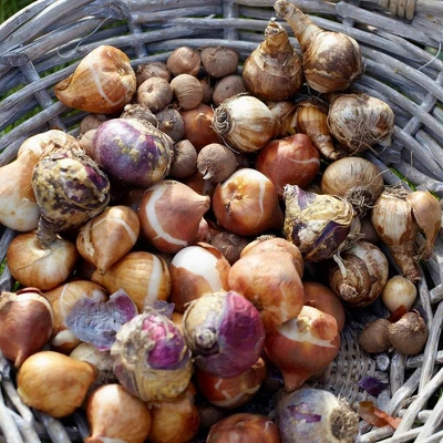 Van Zyverden Set Of 50 Bulbs Karma Cottage Garden Blend 1 Van Zyverden Set Of 50 Bulbs Karma Cottage Garden Blend