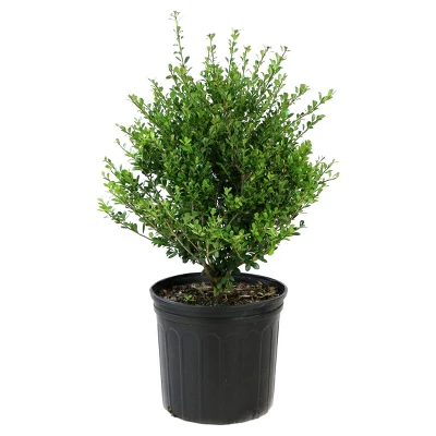 Holly 'Compacta' 1pc - National Plant Network U.S.D.A Hardiness Zone 6-9 2.25 Gallon 1 Holly 'Compacta' 1pc - National Plant Network U.S.D.A Hardiness Zone 6-9 2.25 Gallon
