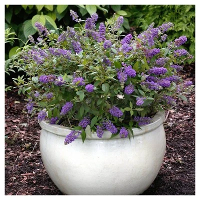 Lochinch Buddleia - National Plant Network 1 Lochinch Buddleia - National Plant Network