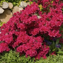 Azalea 'Johanna' 1pc U.S.D.A. Hardiness Zones 6-8 National Plant Network 2.25gal