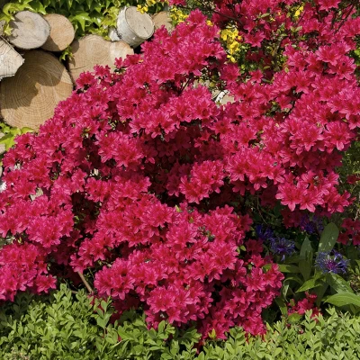 Azalea 'Johanna' 1pc U.S.D.A. Hardiness Zones 6-8 National Plant Network 2.25gal 1 Azalea 'Johanna' 1pc U.S.D.A. Hardiness Zones 6-8 National Plant Network 2.25gal