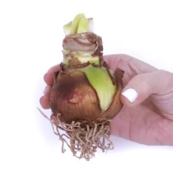 Van Zyverden 5ct Amaryllis Multicolored Flower Bulb Set -D'Eco Store GUEST 600e2570 7273 44d4 a410 4ad4f3dec2d8 7