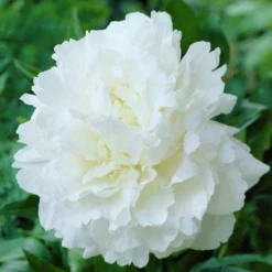 D'Eco Store 3 Van Zyverden Set Of 3 Roots Peonies Mother's Choice