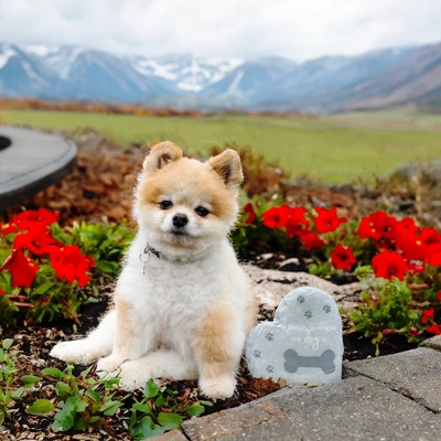 Pavilion Gift Company - Where The Dog Is - 6" Garden Stone - Stepping Stones And Pathways 1 Pavilion Gift Company - Where The Dog Is - 6" Garden Stone - Stepping Stones And Pathways