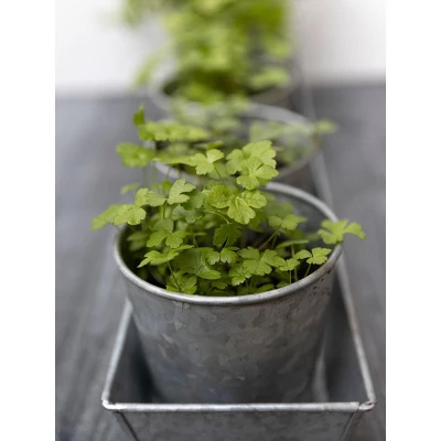 Gardener's Supply Company Galvanized Herb Planters With Rectangular Tray | Includes 5 Vintage Farmhouse Planters 4" Diameter | Perfect For Indoor 2 Gardener's Supply Company Galvanized Herb Planters With Rectangular Tray | Includes 5 Vintage Farmhouse Planters 4" Diameter | Perfect For Indoor - Image 2