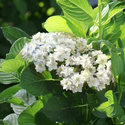 National Plant Network Live Outdoor 4" Wedding Gown Hydrangea Plants - 3ct 8 National Plant Network Live Outdoor 4" Wedding Gown Hydrangea Plants - 3ct - Image 8