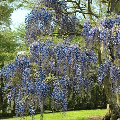Wisteria 'Blue' 1pc U.S.D.A. Hardiness Zones 3-9 National Plant Network 2.5qt 1 Wisteria 'Blue' 1pc U.S.D.A. Hardiness Zones 3-9 National Plant Network 2.5qt