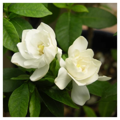 Gardenia 'August Beauty' Cottage Hill - U.S.D.A. Hardiness Zones 7-11 1 Gardenia 'August Beauty' Cottage Hill - U.S.D.A. Hardiness Zones 7-11