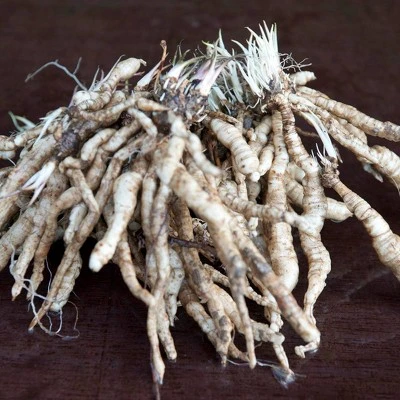 3ct Hosta Guacamole Roots - Van Zyverden 1 3ct Hosta Guacamole Roots - Van Zyverden