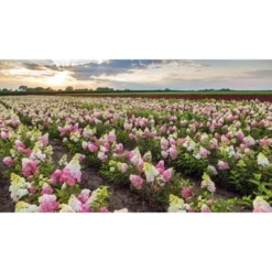 Hydrangea Berry White Shrub - National Plant Network 9 Hydrangea Berry White Shrub - National Plant Network -D'Eco Store GUEST 6f4334a0 6b2d 4bc0 8ec3 e08d6179ba04