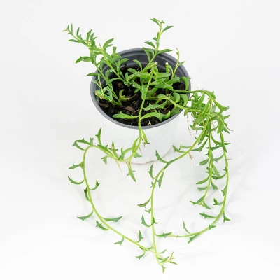 3pc Dolphin Plant - National Plant Network 2 3pc Dolphin Plant - National Plant Network - Image 2