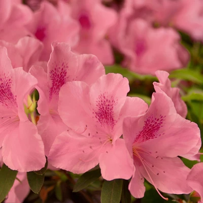 Encore 1pc Azalea Autumn Debutante - National Plant Network 1 Encore 1pc Azalea Autumn Debutante - National Plant Network