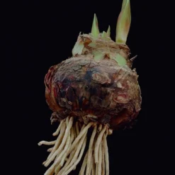 Van Zyverden Amaryllis Red Popov Flower Bulb With Artisan Decorative Planter 6 Van Zyverden Amaryllis Red Popov Flower Bulb With Artisan Decorative Planter -D'Eco Store GUEST 7580982a c45e 49ec bd7b d08b77e0a4e1 1