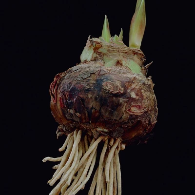 Van Zyverden Amaryllis Red Popov Flower Bulb With Artisan Decorative Planter 3 Van Zyverden Amaryllis Red Popov Flower Bulb With Artisan Decorative Planter - Image 3