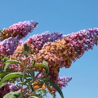 Buddleia Bi-Color - National Plant Network 2 Buddleia Bi-Color - National Plant Network - Image 2