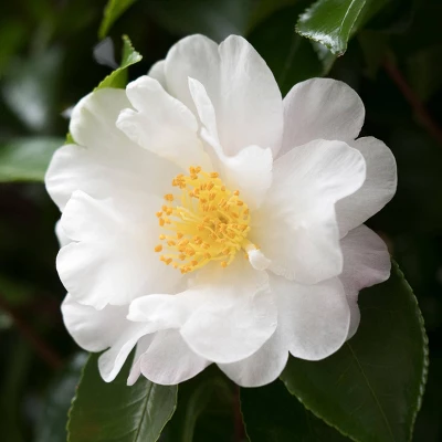 2.5qt Mine No Yuki Camellia Sasanqua Plant With White Blooms - National Plant Network 1 2.5qt Mine No Yuki Camellia Sasanqua Plant With White Blooms - National Plant Network