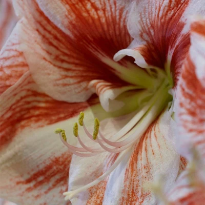 Van Zyverden Amaryllis Red Popov Flower Bulb With Artisan Decorative Planter 2 Van Zyverden Amaryllis Red Popov Flower Bulb With Artisan Decorative Planter - Image 2
