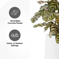 Rosemead Home & Garden 3pc Concrete Outdoor Planter Pots Chalk White 11 Rosemead Home & Garden 3pc Concrete Outdoor Planter Pots Chalk White -D'Eco Store GUEST 7ca1074e b424 4327 a4cc 7e7703e0a0e1