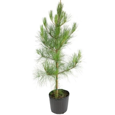 2.25gal Loblolly Pine Tree - National Plant Network 2 2.25gal Loblolly Pine Tree - National Plant Network - Image 2