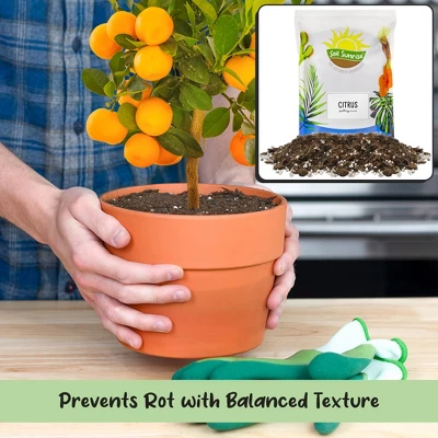 Soil Sunrise Citrus Tree Potting Soil Mix, For Indoor Oranges, Lemons, Limes And More 4 Soil Sunrise Citrus Tree Potting Soil Mix, For Indoor Oranges, Lemons, Limes And More - Image 4