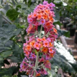 Buddleia Bi-Color - National Plant Network 7 Buddleia Bi-Color - National Plant Network -D'Eco Store GUEST 7dc4d6e7 c343 4266 bff0 c95660778a61