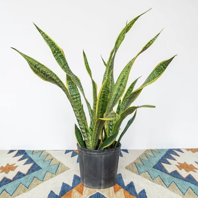 2Gal Snake Plant 'Laurentii' Sansaveria Plant In 10" Grower's Pot - National Plant Network 2 2Gal Snake Plant 'Laurentii' Sansaveria Plant In 10" Grower's Pot - National Plant Network - Image 2