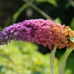 Buddleia Bi-Color - National Plant Network 6 Buddleia Bi-Color - National Plant Network -D'Eco Store GUEST 8050ba8a 8d2a 4356 928b 1fc8bed43651